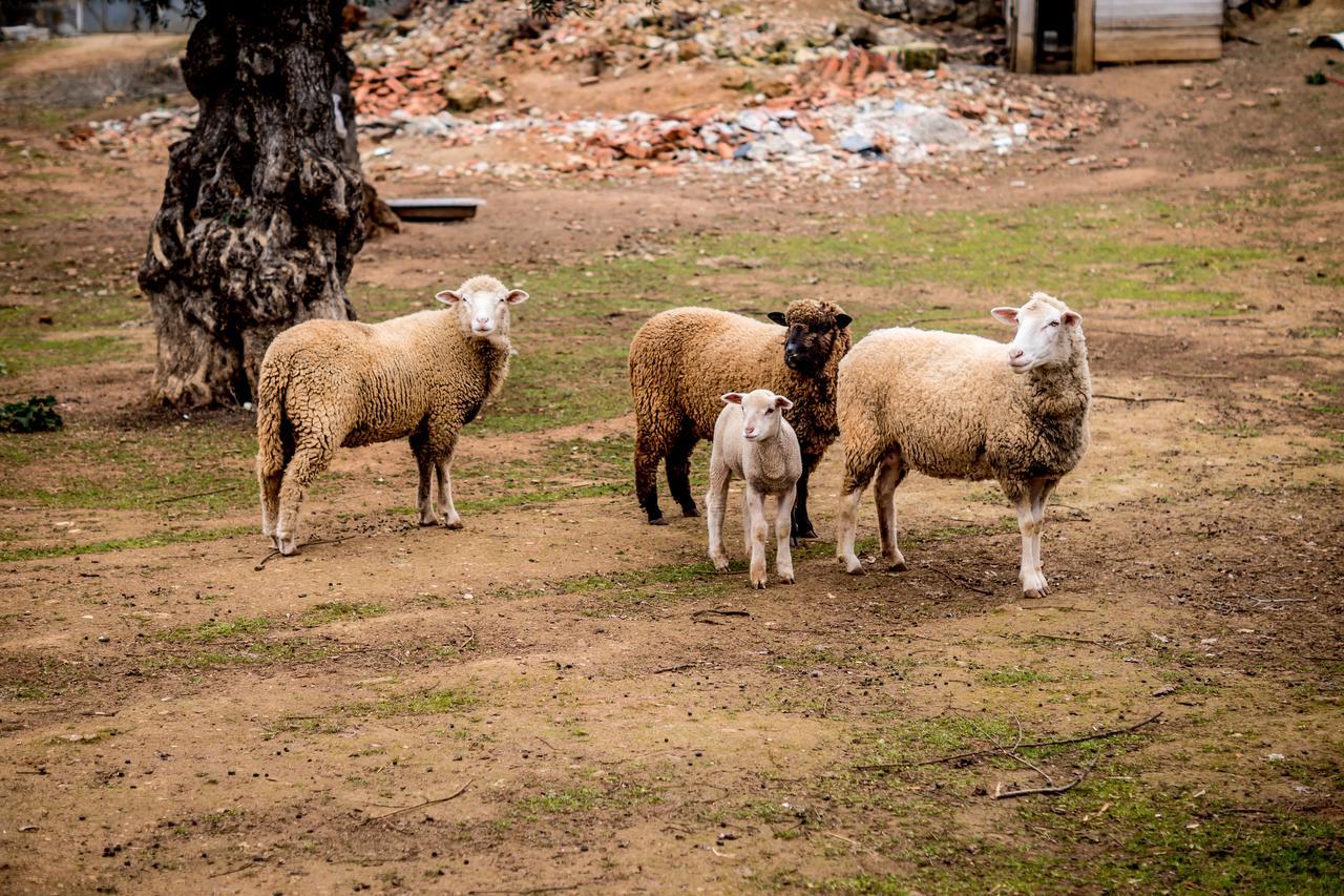 Quinta Manel da Gaita Villa Torres Novas Esterno foto